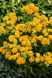 Hello Yellow Milkweed (Asclepias tuberosa 'Hello Yellow') at Sargent's Nursery