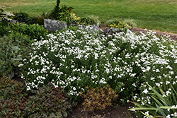 Peter Cottontail Yarrow (Achillea ptarmica 'Peter Cottontail') at Sargent's Nursery