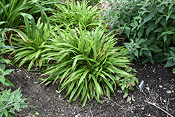 Plantain-leaved Sedge (Carex plantaginea) at Sargent's Nursery