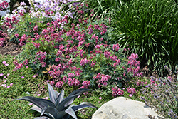 Pink Diamonds Fern-leaved Bleeding Heart (Dicentra 'Pink Diamonds') at Sargent's Nursery