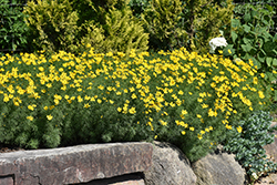 Zagreb Tickseed (Coreopsis verticillata 'Zagreb') at Sargent's Nursery