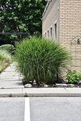 Gracillimus Maiden Grass (Miscanthus sinensis 'Gracillimus') at Sargent's Nursery