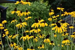 Giant Coneflower (Rudbeckia maxima) at Sargent's Nursery