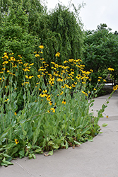 Giant Coneflower (Rudbeckia maxima) at Sargent's Nursery