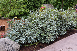 Blue Shadow Fothergilla (Fothergilla major 'Blue Shadow') at Sargent's Nursery