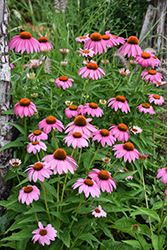Purple Coneflower (Echinacea purpurea) at Sargent's Nursery