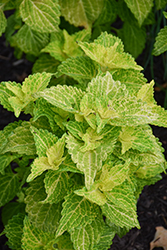 Electric Lime Coleus (Solenostemon scutellarioides 'Electric Lime') at Sargent's Nursery