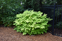 Sun King Japanese Spikenard (Aralia cordata 'Sun King') at Sargent's Nursery