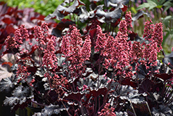 Timeless Night Coral Bells (Heuchera 'Timeless Night') at Sargent's Nursery