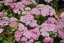 Pink Grapefruit Yarrow (Achillea 'Pink Grapefruit') at Sargent's Nursery