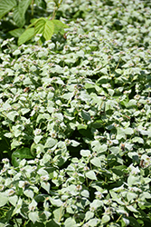 Short Toothed Mountain Mint (Pycnanthemum muticum) at Sargent's Nursery