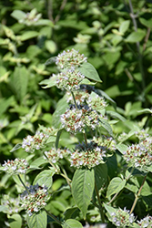 Short Toothed Mountain Mint (Pycnanthemum muticum) at Sargent's Nursery
