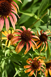 Fiery Meadow Mama Coneflower (Echinacea 'Fiery Meadow Mama') at Sargent's Nursery