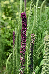 Prairie Blazing Star (Liatris pycnostachya) at Sargent's Nursery