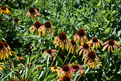 Fiery Meadow Mama Coneflower (Echinacea 'Fiery Meadow Mama') at Sargent's Nursery