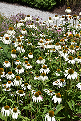 White Swan Coneflower (Echinacea purpurea 'White Swan') at Sargent's Nursery