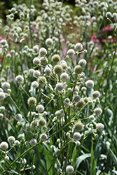 Rattlesnake Master (Eryngium yuccifolium) at Sargent's Nursery