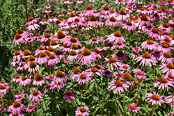 Ruby Star Coneflower (Echinacea purpurea 'Rubinstern') at Sargent's Nursery