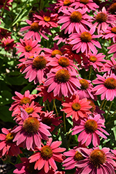 Sombrero Tres Amigos Coneflower (Echinacea 'Balsomtresgo') at Sargent's Nursery