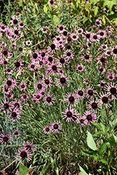 Tennessee Coneflower (Echinacea tennesseensis) at Sargent's Nursery