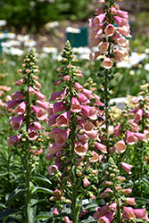 Arctic Fox Rose Foxglove (Digitalis 'Balroxose') at Sargent's Nursery