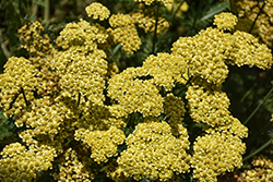 Firefly Sunshine Yarrow (Achillea 'Firefly Sunshine') at Sargent's Nursery
