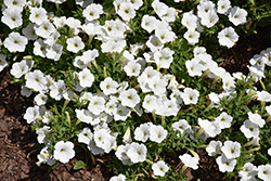 Supertunia Vista Snowdrift Petunia (Petunia 'BBTUN04401') at Sargent's Nursery