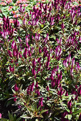 Intenz Classic Celosia (Celosia 'Spitenz') at Sargent's Nursery