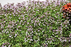 Clio Magenta Spiderflower (Cleome 'Clio Magenta') at Sargent's Nursery