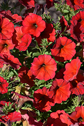 SuperCal Premium Red Maple Petchoa (Petchoa 'SuperCal Premium Red Maple') at Sargent's Nursery