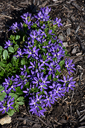 Stardiva Blue Fan Flower (Scaevola aemula 'Stardiva Blue') at Sargent's Nursery