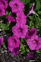 Easy Wave Neon Rose Petunia (Petunia 'Easy Wave Neon Rose') at Sargent's Nursery