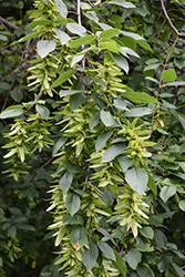 American Hornbeam (Carpinus caroliniana) at Sargent's Nursery