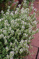 Common Thyme (Thymus vulgaris) at Sargent's Nursery