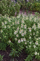 Spotted Beebalm (Monarda punctata) at Sargent's Nursery