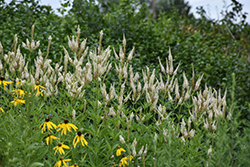 Culver's Root (Veronicastrum virginicum) at Sargent's Nursery