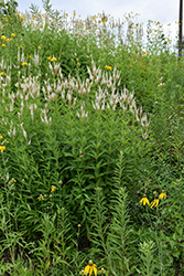 Culver's Root (Veronicastrum virginicum) at Sargent's Nursery