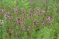 Tennessee Coneflower (Echinacea tennesseensis) at Sargent's Nursery