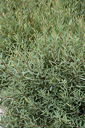 Dwarf Arctic Willow (Salix purpurea 'Nana') at Sargent's Nursery