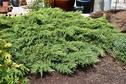 Daub's Frosted Juniper (Juniperus x media 'Daub's Frosted') at Sargent's Nursery