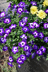 Supertunia Tiara Blue Petunia (Petunia 'INPETTIABL') at Sargent's Nursery