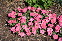 Supertunia Bermuda Beach Petunia (Petunia 'Supertunia Bermuda Beach') at Sargent's Nursery