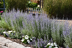 Denim 'n Lace Russian Sage (Perovskia atriplicifolia 'Denim 'n Lace') at Sargent's Nursery