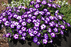 Supertunia Tiara Blue Petunia (Petunia 'INPETTIABL') at Sargent's Nursery