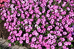 Supertunia Tiara Pink Petunia (Petunia 'PEHY0083') at Sargent's Nursery