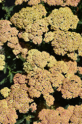 Firefly Peach Sky Yarrow (Achillea 'Firefly Peach Sky') at Sargent's Nursery