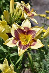 Star Of The North Daylily (Hemerocallis 'Star Of The North') at Sargent's Nursery