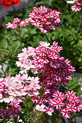 Superbena Cherryburst Verbena (Verbena 'WNVERSVCB24') at Sargent's Nursery