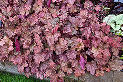 Carnival Watermelon Coral Bells (Heuchera 'Watermelon') at Sargent's Nursery