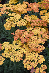 Sassy Summer Sunset Yarrow (Achillea 'Sassy Summer Sunset') at Sargent's Nursery